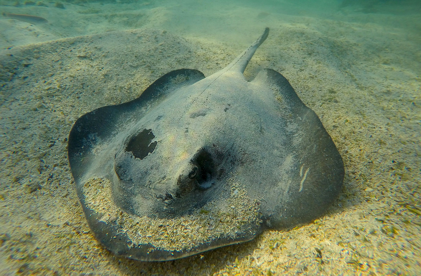 Galapagos-ray-on-sandy-sea-floor A Galapagos sea ray on the sandy sea floor